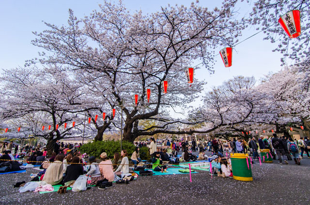 Hanami a tokioi Ueno parkban (Fotó: Les Taylor / flickr)